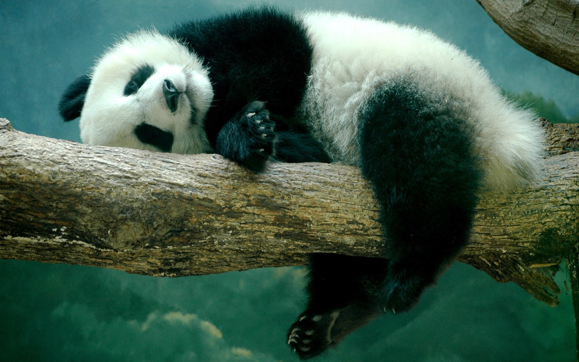 熊猫到底有多可爱，看它的震惊脸就知道了 - 哔哩哔哩